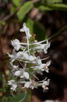 Snowy orchid